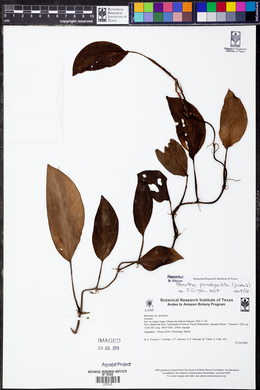 Monstera pinnatipartita image