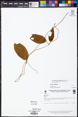 Prestonia quinquangularis image