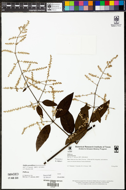 Pfaffia grandiflora image