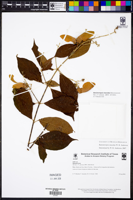 Banisteriopsis macedae image