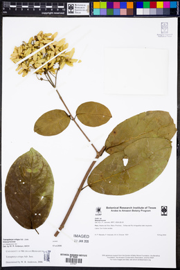 Tetrapterys crispa image