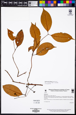Mollinedia killipii image