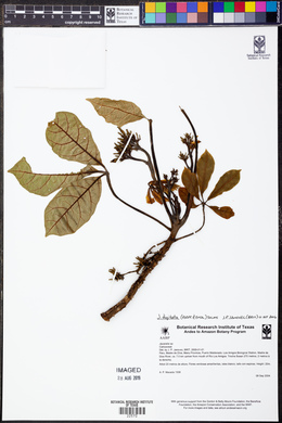 Jacaratia digitata image