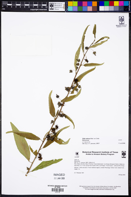 Sida setosa image