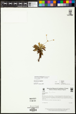 Echinodorus bolivianus image
