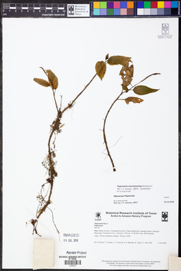 Peperomia macrostachya image