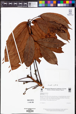 Tetragastris panamensis image