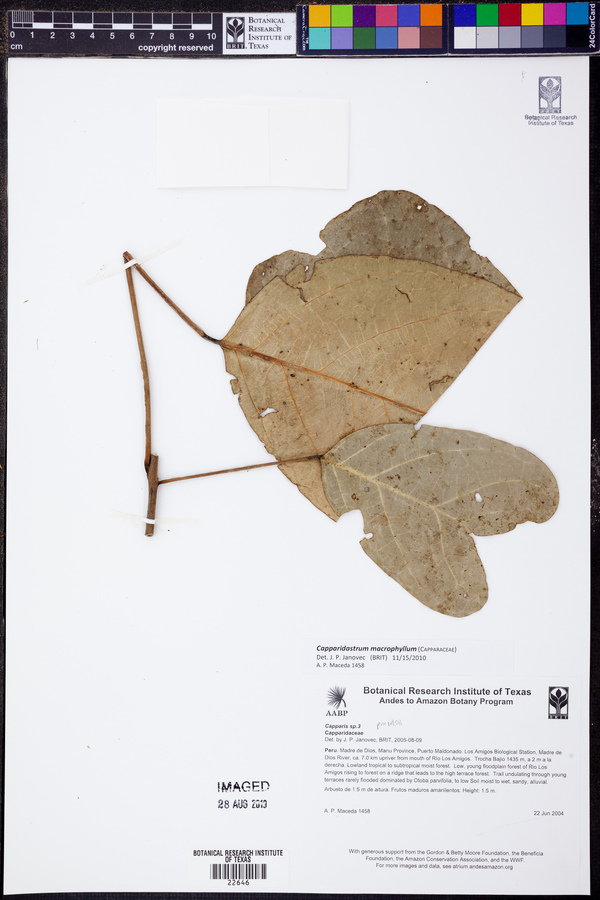 Capparidastrum macrophyllum image