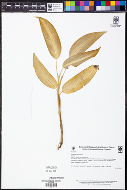 Media resource of Dieffenbachia parvifolia
