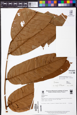 Ormosia amazonica image