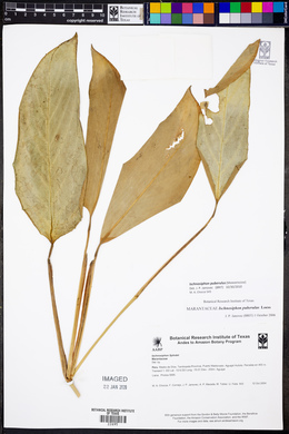 Ischnosiphon puberulus image