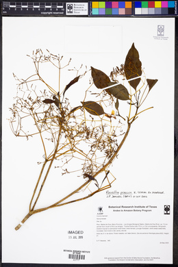 Rauvolfia praecox image