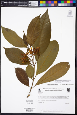 Tabernaemontana cymosa image