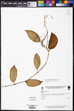 Peperomia macrostachya image