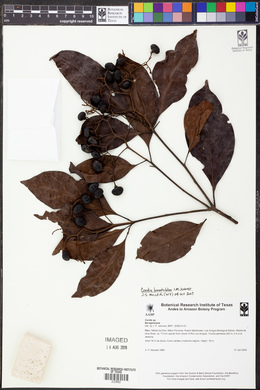 Cordia lomatoloba image