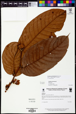 Perebea xanthochyma image