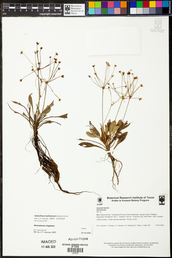 Echinodorus bolivianus image