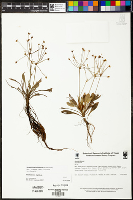 Echinodorus bolivianus image