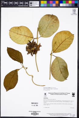 Prestonia trifida image