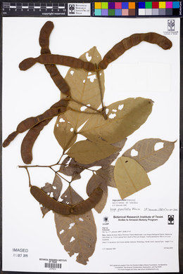 Inga punctata image
