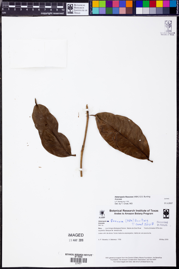 Heteropsis flexuosa image