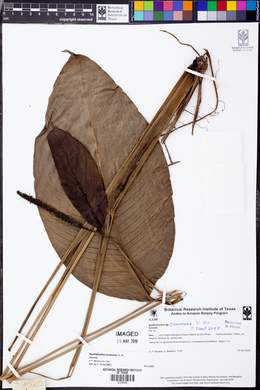 Spathiphyllum juninense image