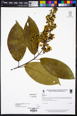Tetrapterys magnifolia image