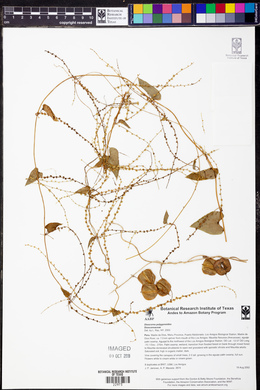 Dioscorea polygonoides image