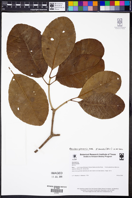 Image Associated With the Occurence