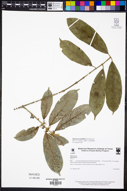Siparuna guianensis image