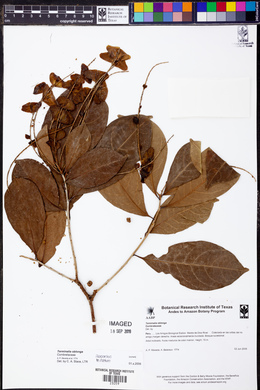 Terminalia oblonga image