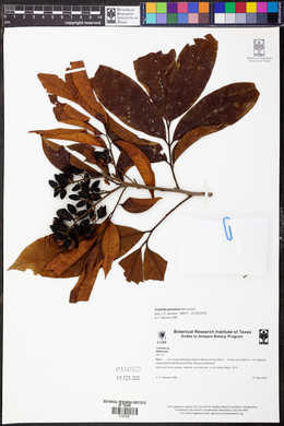 Image Associated With the Occurence