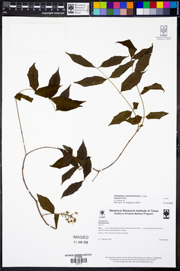 Glicophyllum maranhamense image