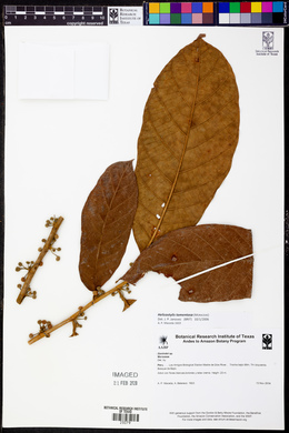 Helicostylis tomentosa image