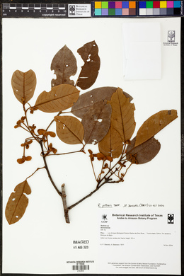Annona papilionella image