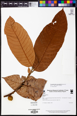 Pseudolmedia macrophylla image
