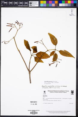 Rauvolfia praecox image