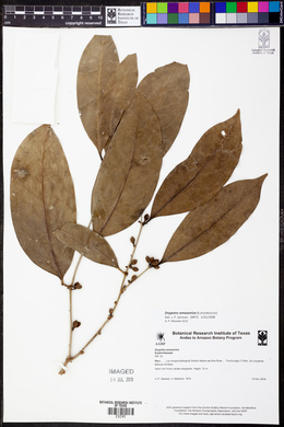 Drypetes amazonica image