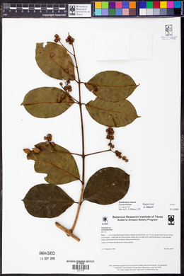Combretum laxum image