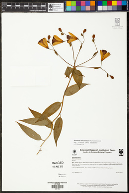 Image of Bomarea dolichocarpa