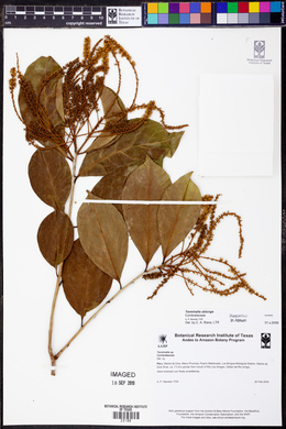 Terminalia oblonga image