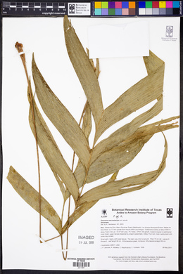 Geonoma macrostachys image