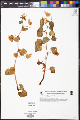 Begonia fischeri image
