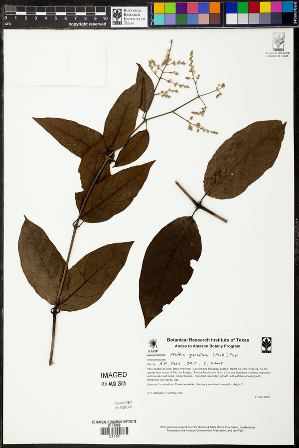 Pfaffia grandiflora image