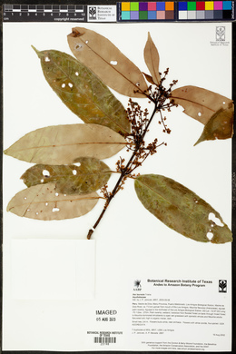 Image Associated With the Occurence