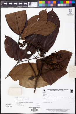Cordia ucayaliensis image
