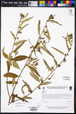 Sida setosa image