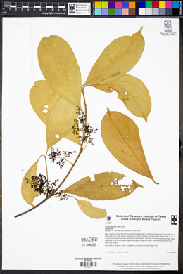 Ocotea cernua image