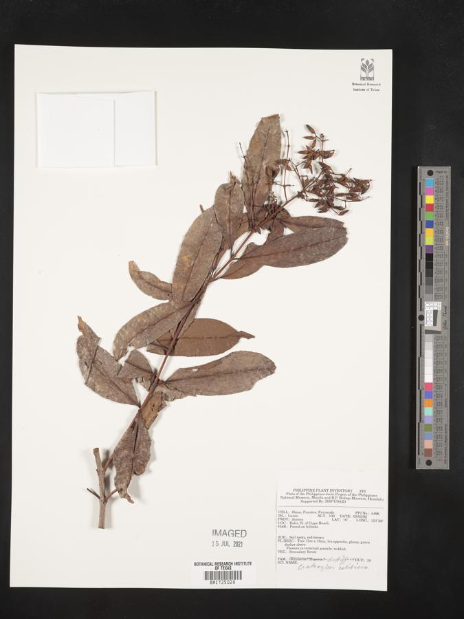 Cratoxylum sumatranum subsp. sumatranum image