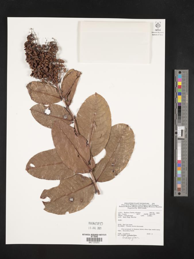 Cratoxylum image